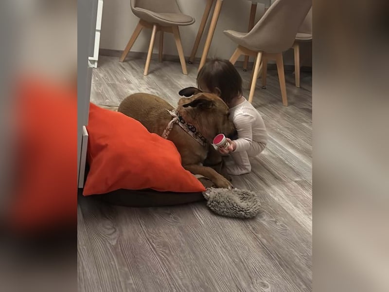 Luna, liebevoller Familienhund geb. 05/2020
