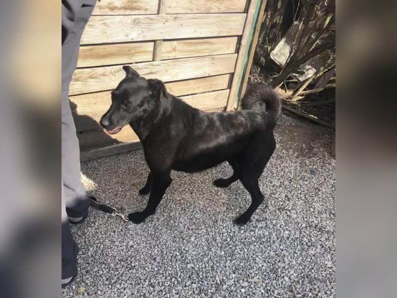 Adri kleiner Mischling mit großem Herz