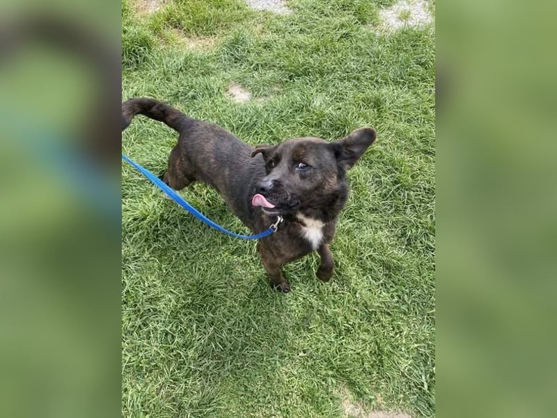 Totyi freundlicher netter Mischling