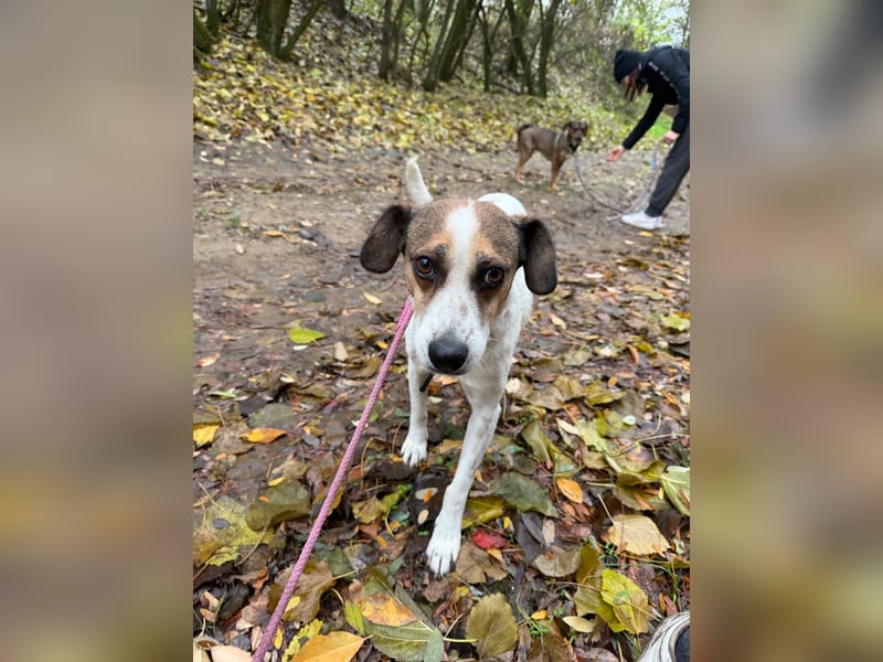 Csiri, süßes Mischlingsmädchen geb. 2021