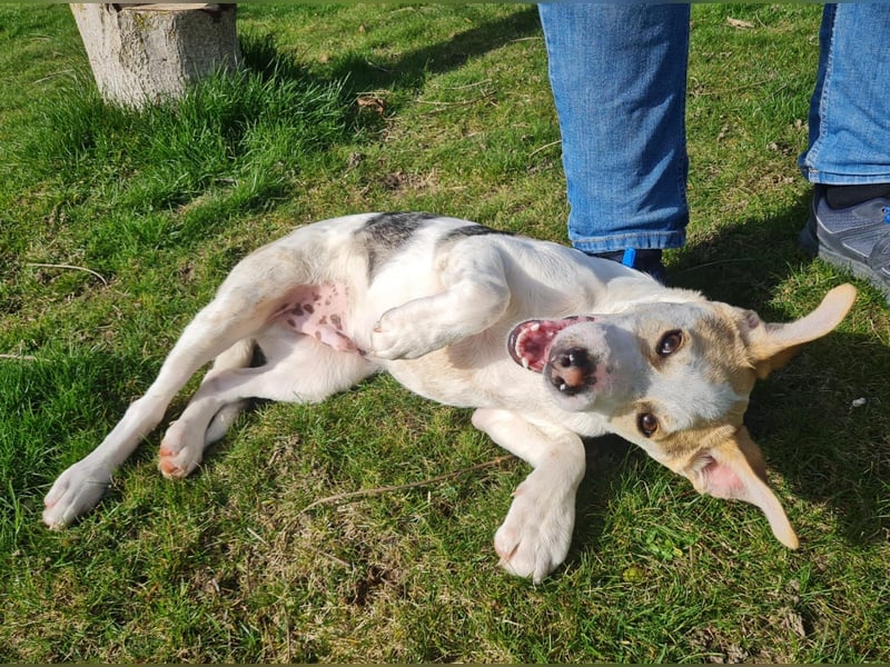 Lenny, fröhliches Hundekind geb.2025