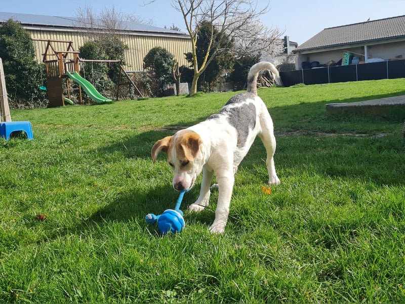 Lenny, fröhliches Hundekind geb.2025