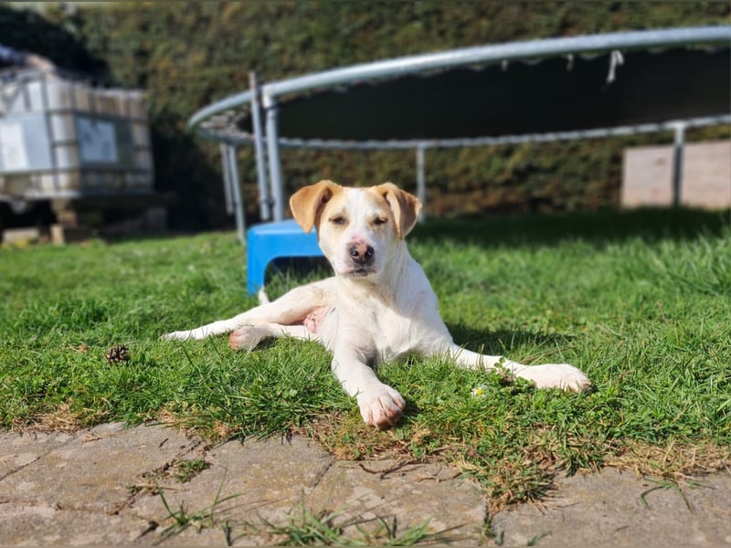 Lenny, fröhliches Hundekind geb.2025