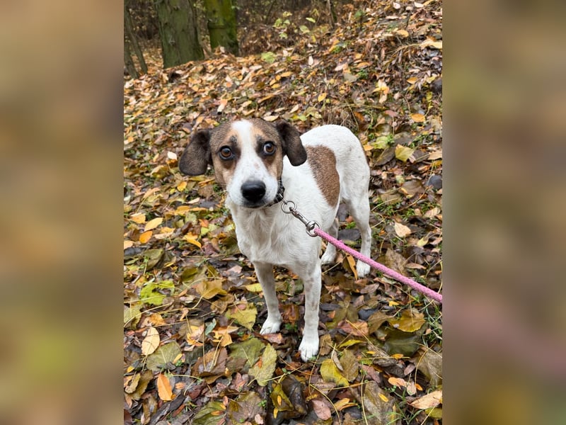 Csiri, süßes Mischlingsmädchen geb. 2021