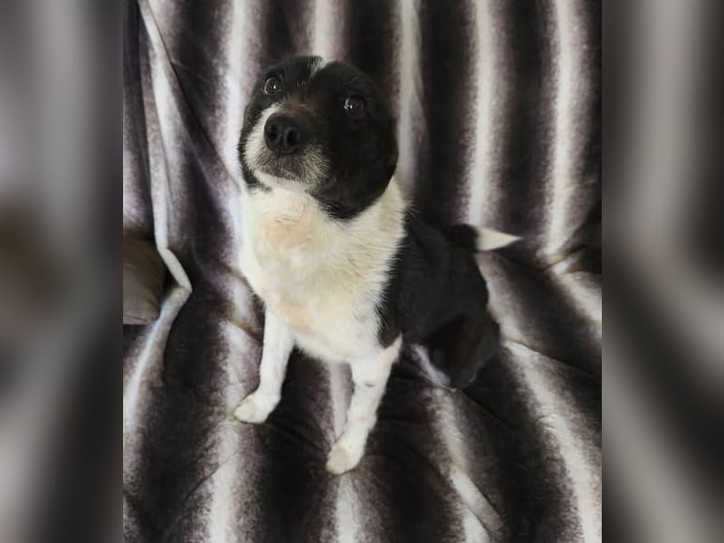 Döme, kleiner Mischling mit sanfter Seele