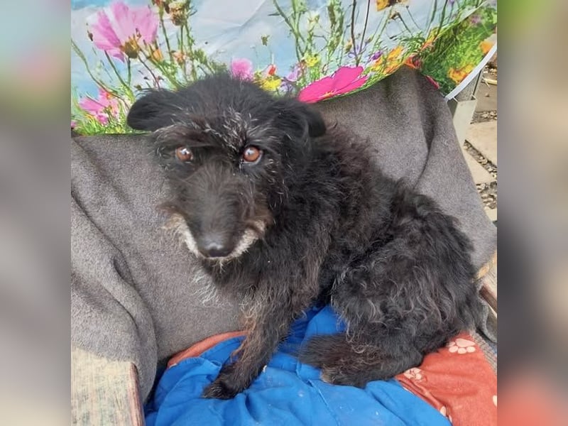 Lufi kleiner Mischling mit großem Herz