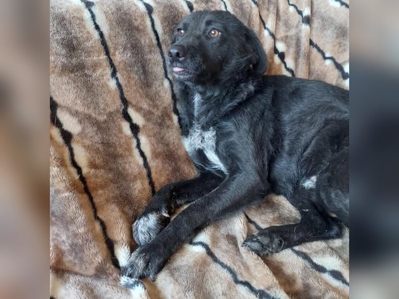 Frida kleine Mischlings Hündin lieb und freundlich