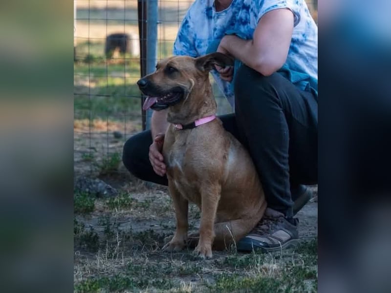 Luna, liebevoller Familienhund geb. 05/2020