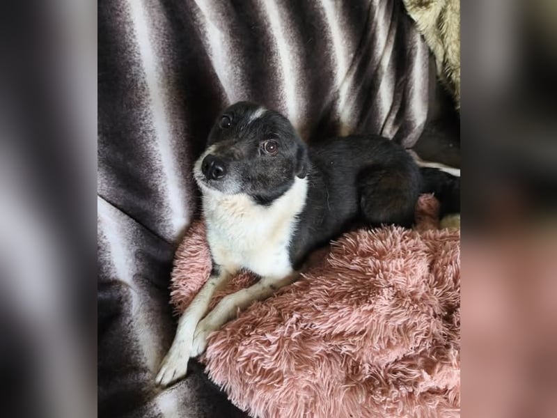 Döme, kleiner Mischling mit sanfter Seele