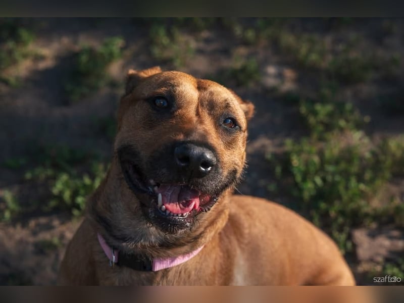 Luna, liebevoller Familienhund geb. 05/2020