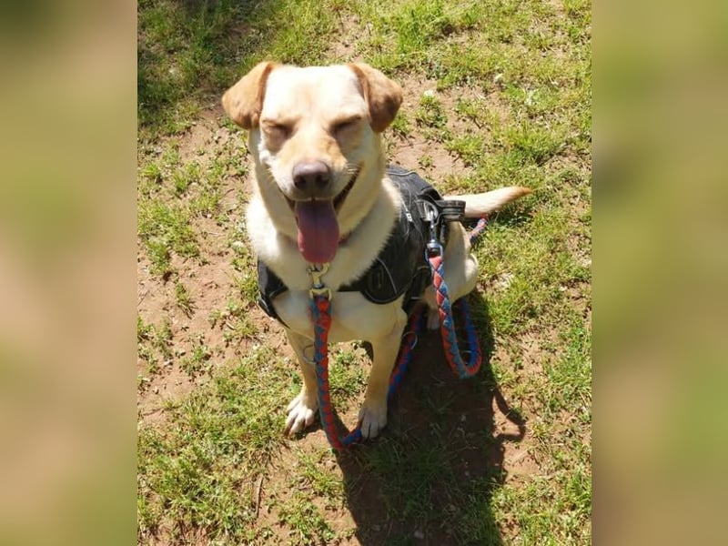 Lola fröhliche, aufgeweckte Mischlingshündin