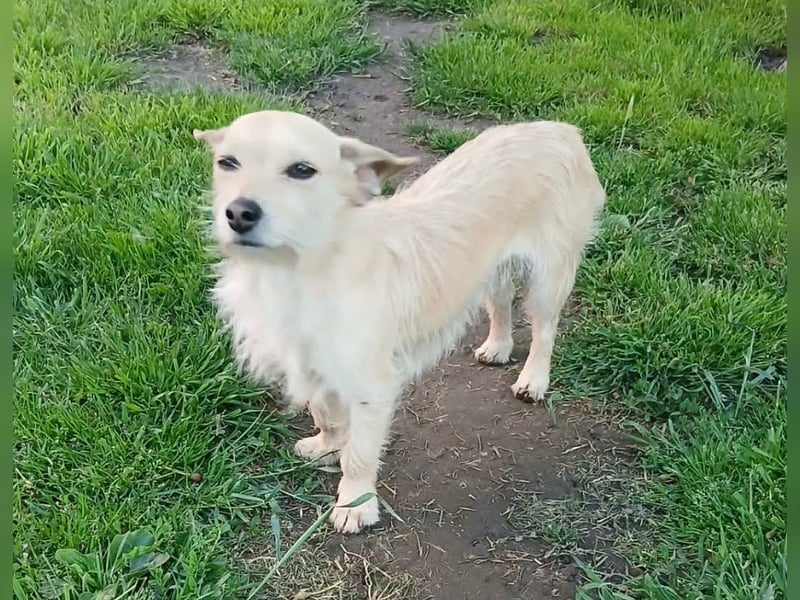 Füles, liebes Terrier Mix Mädchen geb. 05/2021