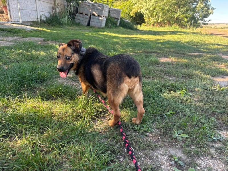 Gloria, liebevoller Mischling geb. 2020