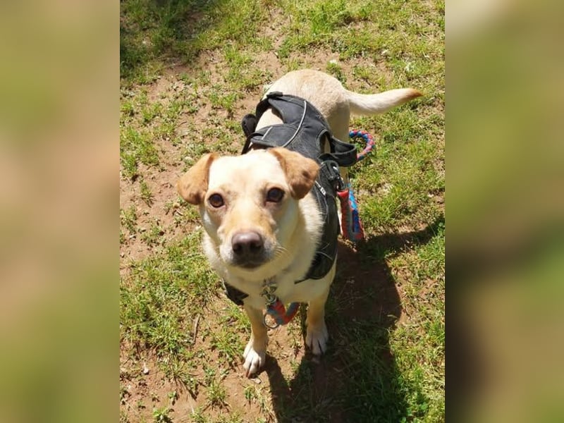 Lola fröhliche, aufgeweckte Mischlingshündin