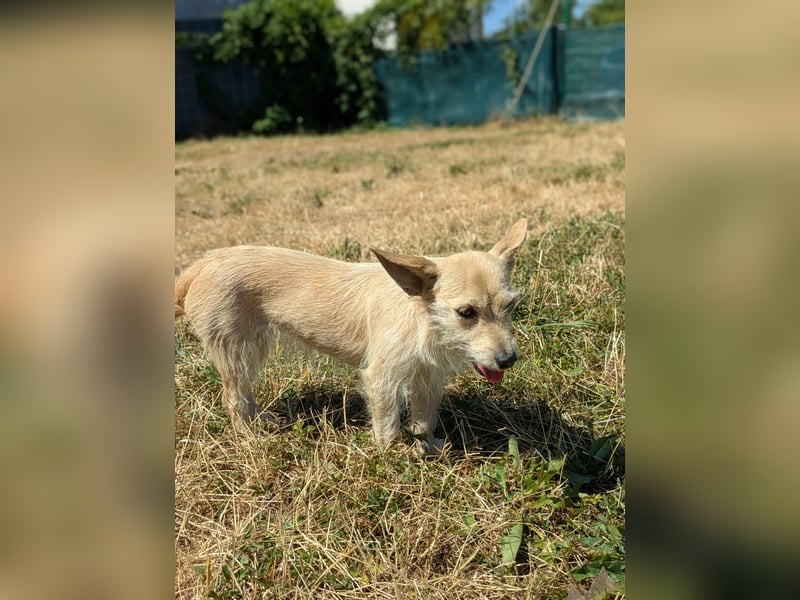 Füles, liebes, unsicheres Terrier Mix Mädchen geb. 05/2021
