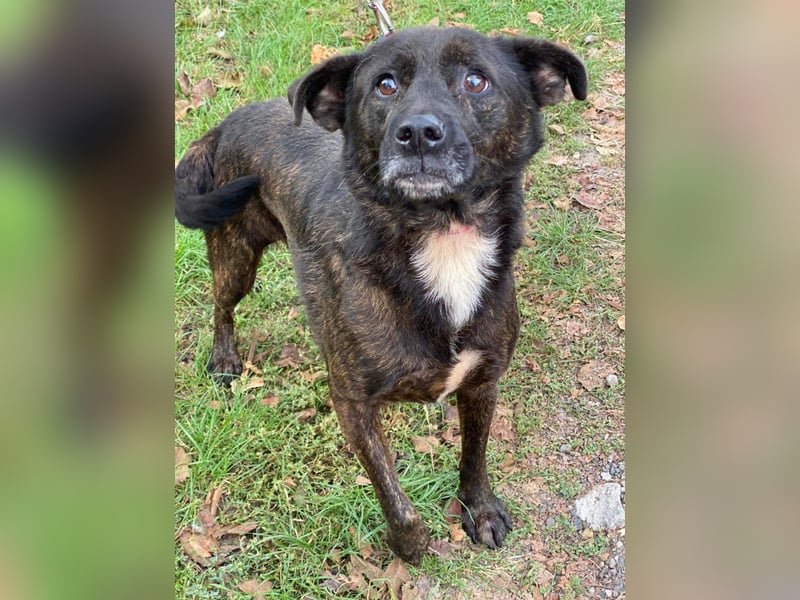 Totyi freundlicher netter Mischling