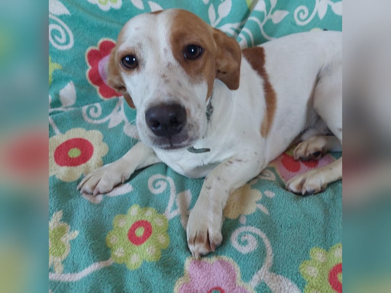 Anthony sanfter freundlicher kleiner Mischlings Rüde