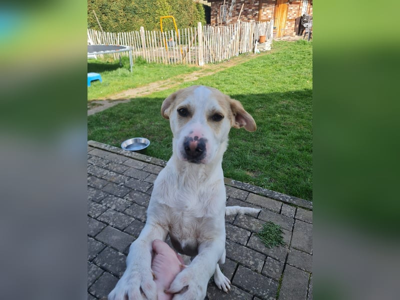 Lenny, fröhliches Hundekind geb.2025