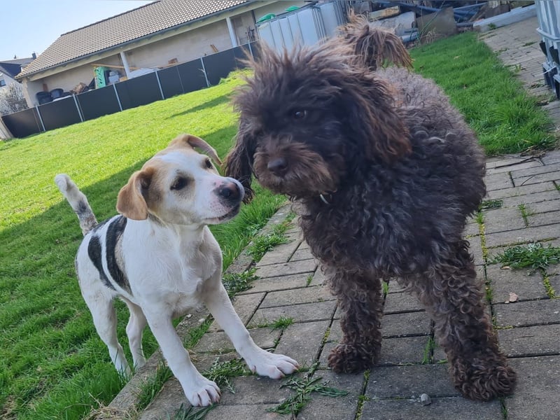 Lenny, fröhliches Hundekind geb.2025