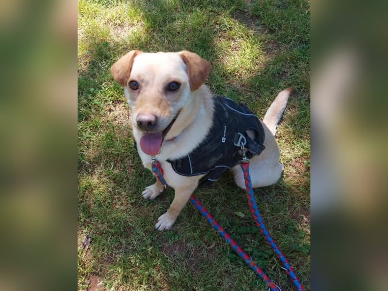 Lola fröhliche, aufgeweckte Mischlingshündin