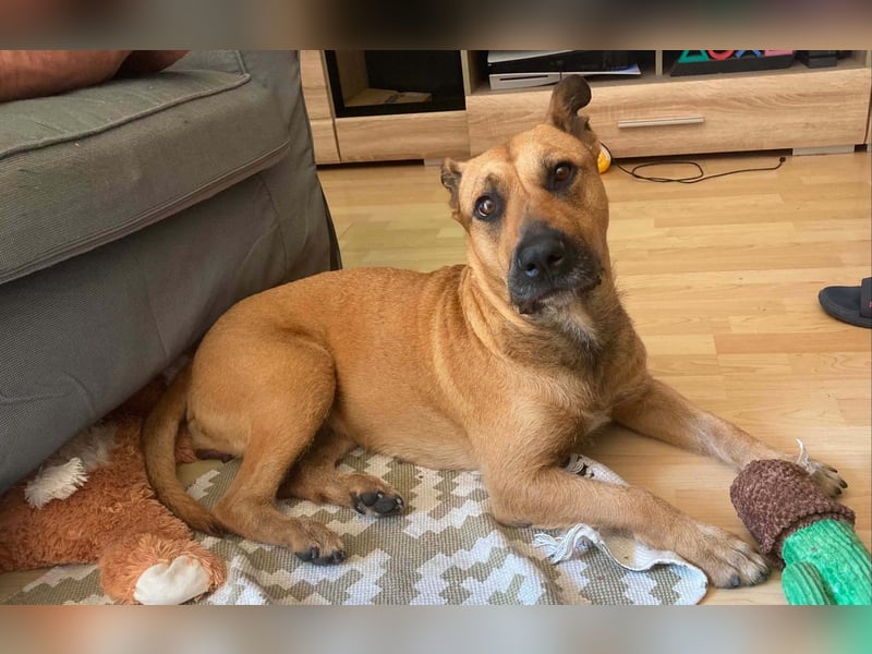 Luna, liebevoller Familienhund geb. 05/2020