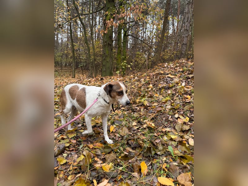 Csiri, süßes Mischlingsmädchen geb. 2021