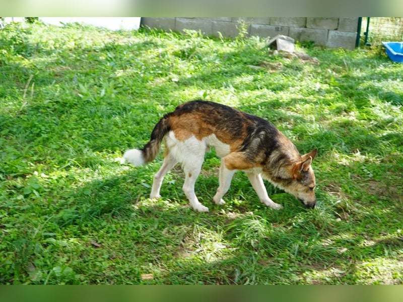 Simon – sensibler Terrier-Mix sucht geduldiges Zuhause