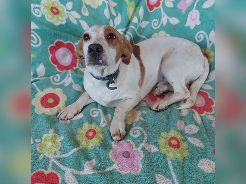 Anthony sanfter freundlicher kleiner Mischlings Rüde