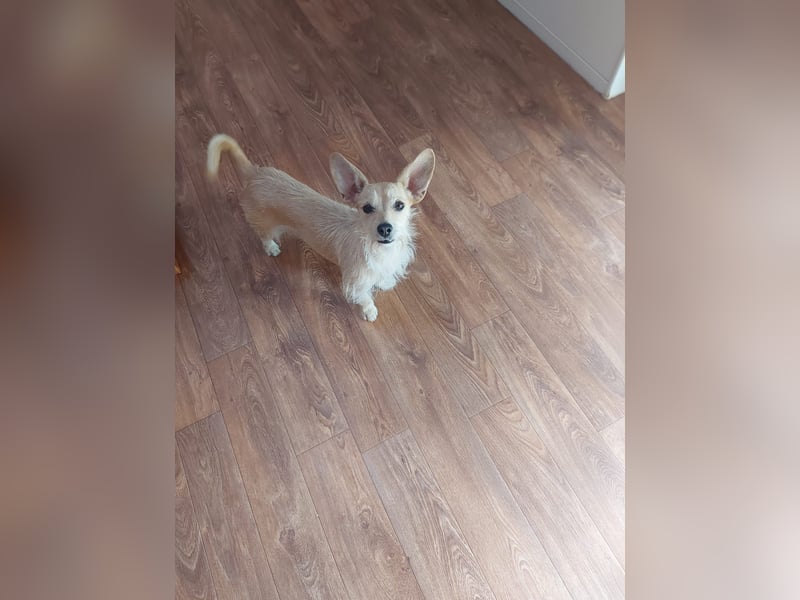 Füles, liebes, unsicheres Terrier Mix Mädchen geb. 05/2021