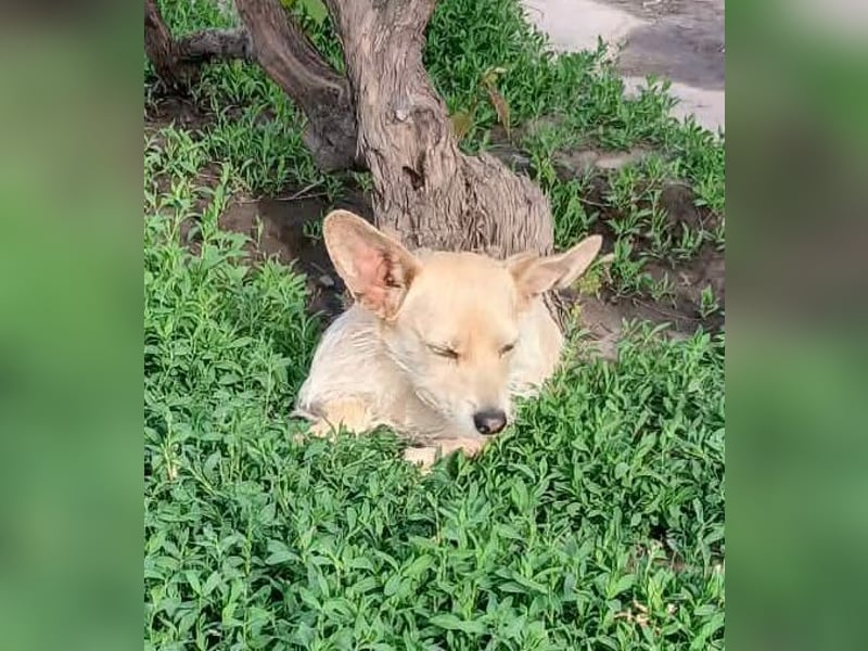 Füles, liebes Terrier Mix Mädchen geb. 05/2021