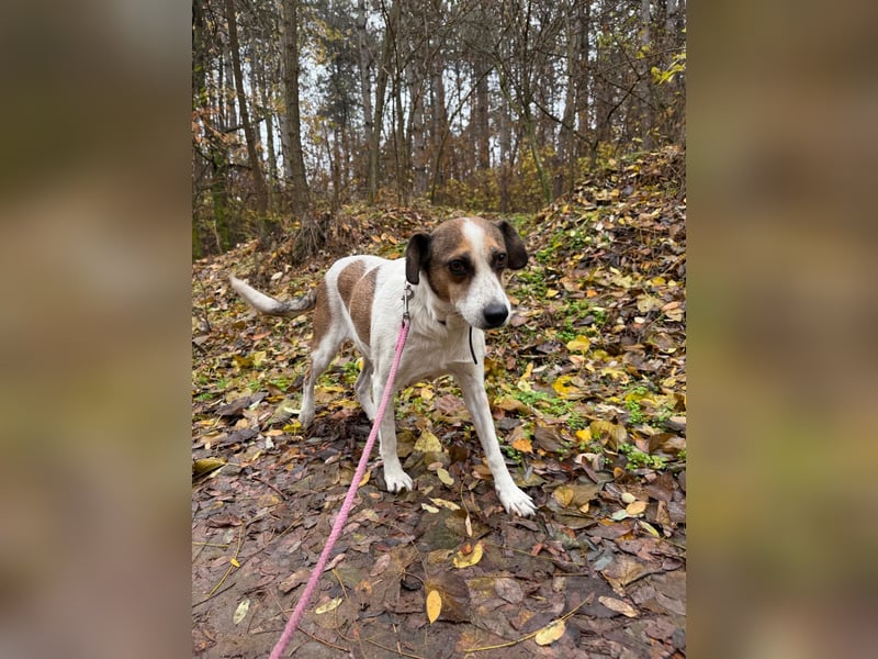 Csiri, süßes Mischlingsmädchen geb. 2021