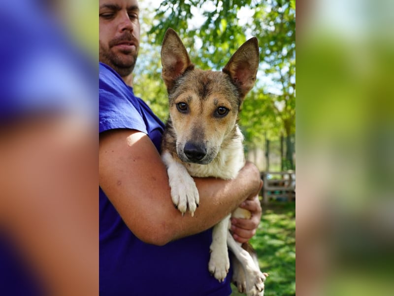 Simon – sensibler Terrier-Mix sucht geduldiges Zuhause