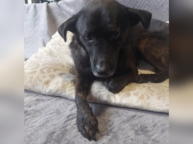 Totyi freundlicher netter Mischling