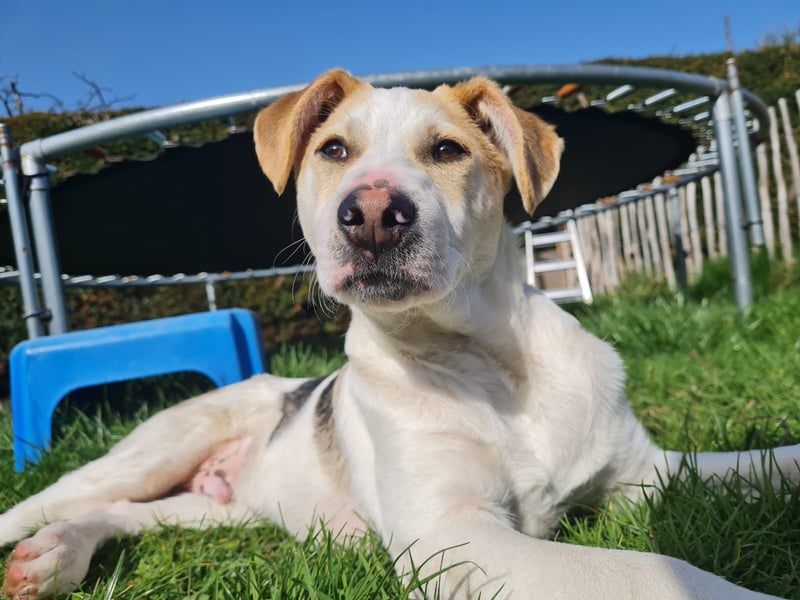 Lenny, fröhliches Hundekind geb.2025