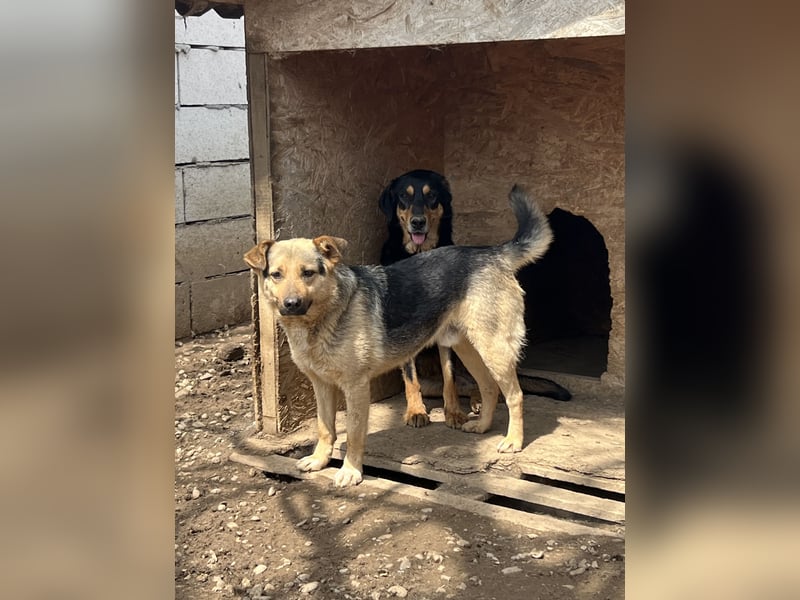 Kleiner Senior AMAL