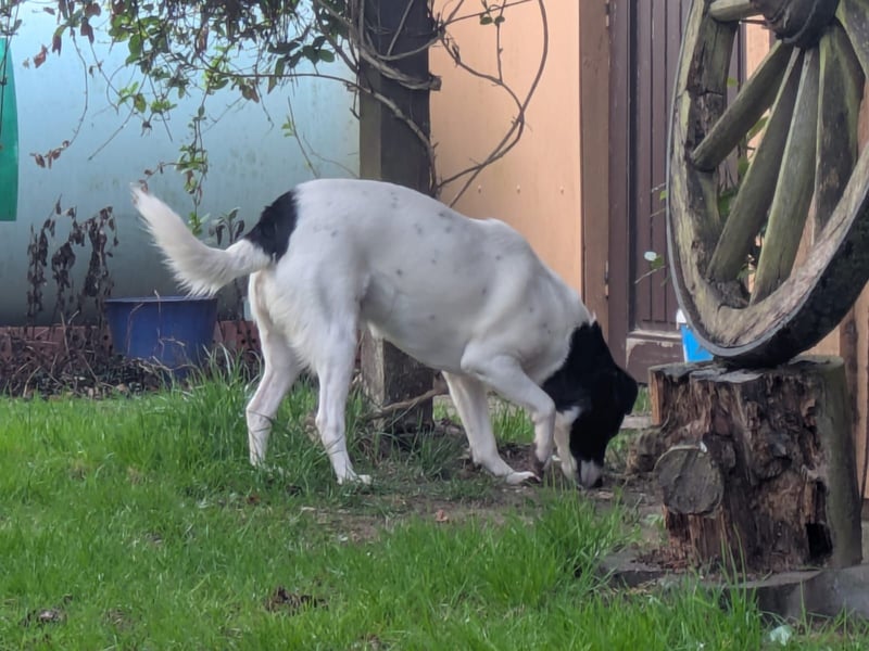 Ein Hund (Rüde), 5 Jahre alt, sucht liebevolles Zuhause in Privathand