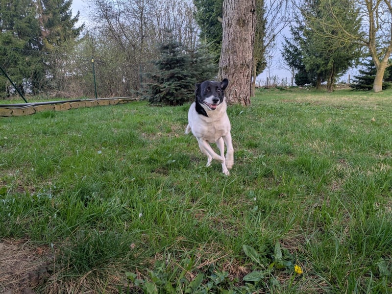 Ein Hund (Rüde), 5 Jahre alt, sucht liebevolles Zuhause in Privathand