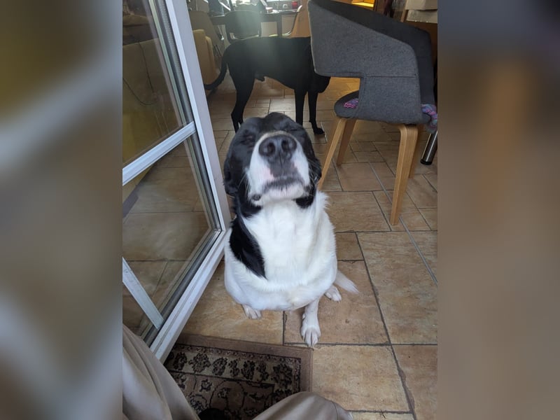 Ein Hund (Rüde), 5 Jahre alt, sucht liebevolles Zuhause in Privathand