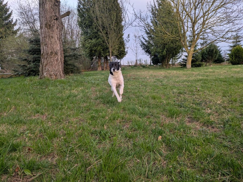 Ein Hund (Rüde), 5 Jahre alt, sucht liebevolles Zuhause in Privathand