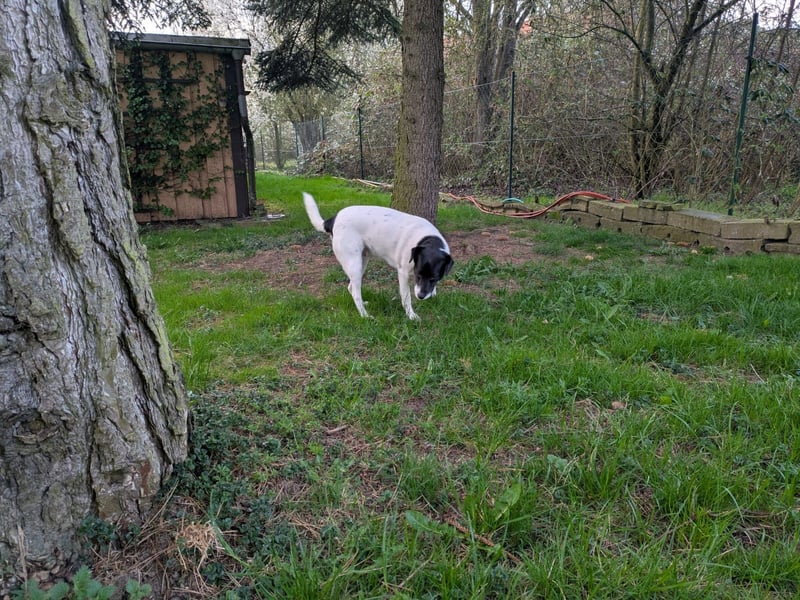 Ein Hund (Rüde), 5 Jahre alt, sucht liebevolles Zuhause in Privathand