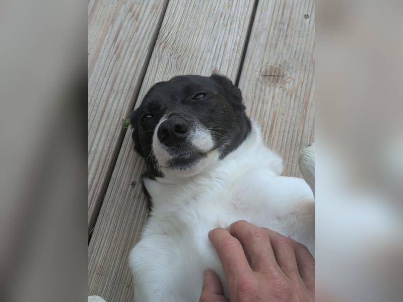 Ein Hund (Rüde), 5 Jahre alt, sucht liebevolles Zuhause in Privathand
