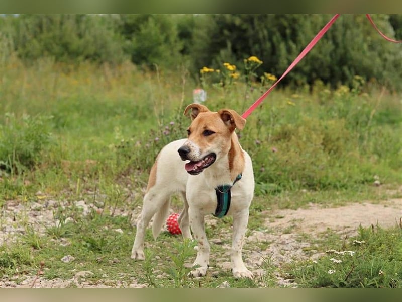 Junge, kleine Hündin sucht ihre Traumfamilie