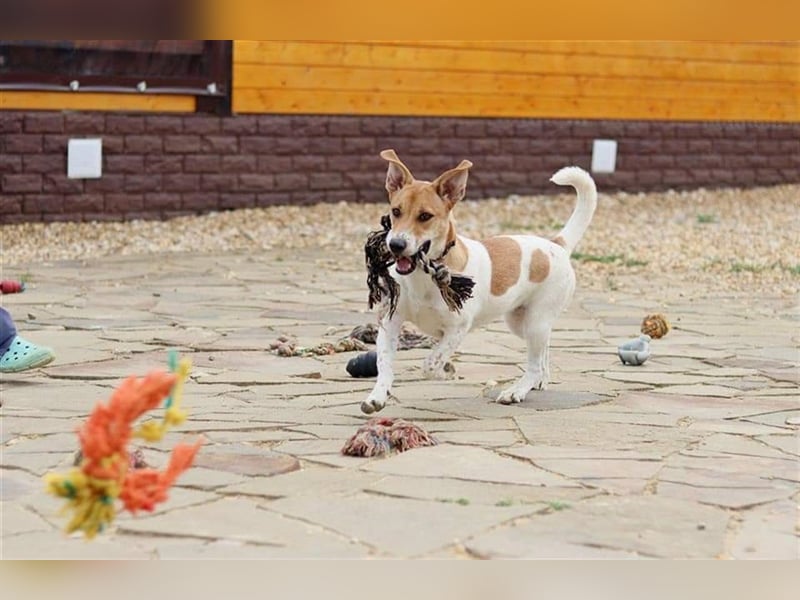 Junge, kleine Hündin sucht ihre Traumfamilie