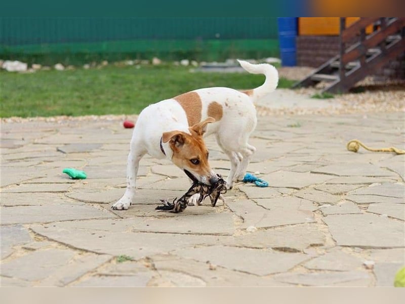 Junge, kleine Hündin sucht ihre Traumfamilie