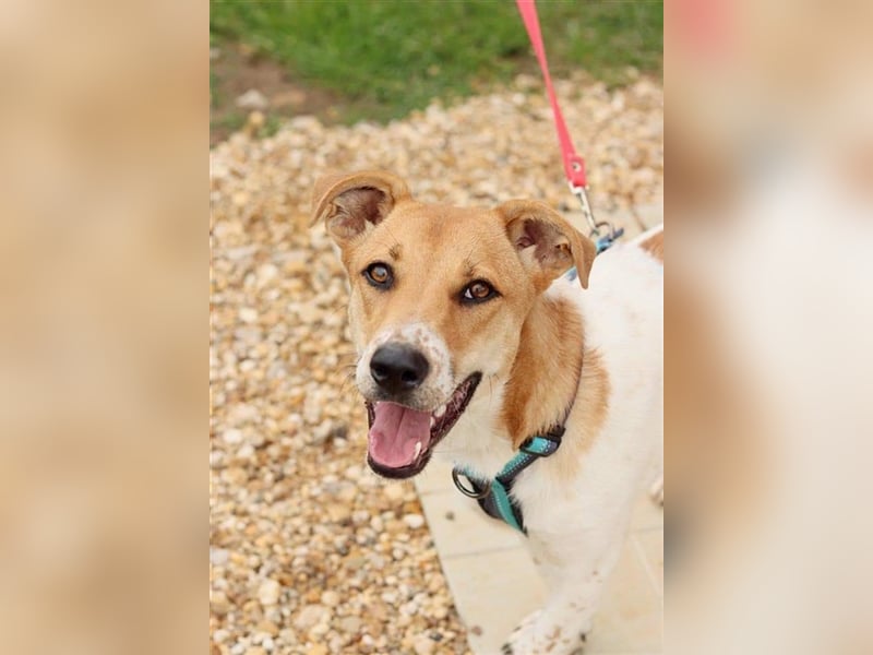 Junge, kleine Hündin sucht ihre Traumfamilie