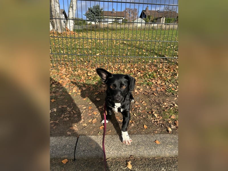 Funny - nette Familienhündin