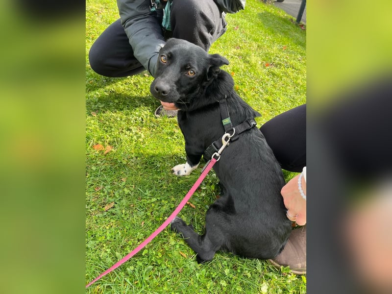 Funny - nette Familienhündin