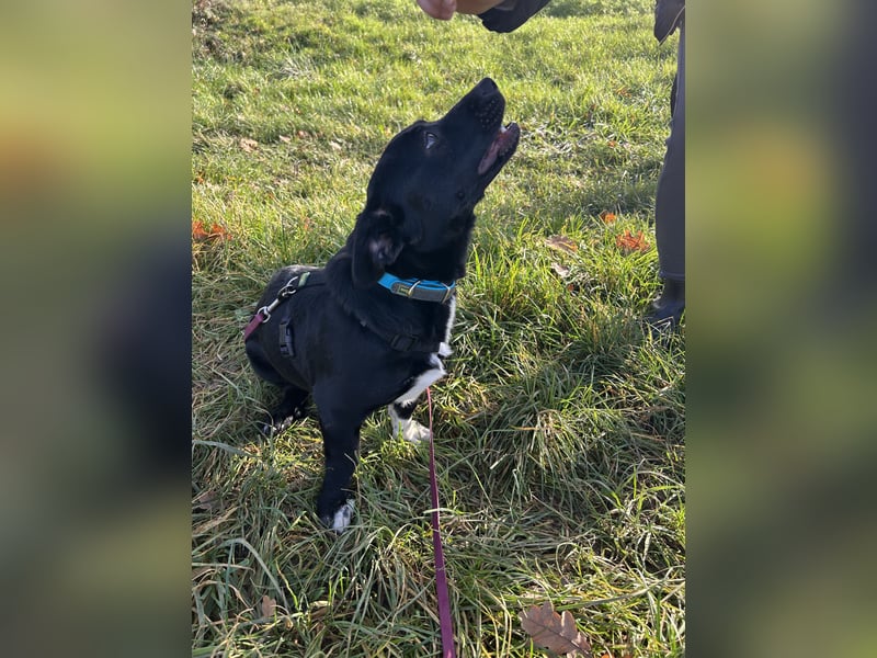 Funny - nette Familienhündin