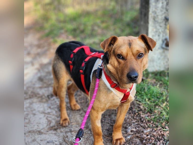 Herzensbrecher Mazli sucht seine Menschen
