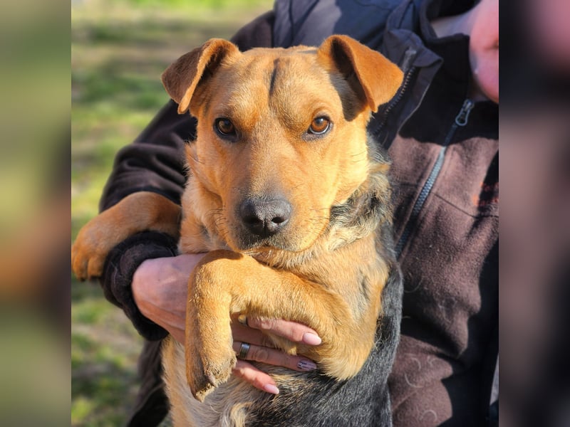 Herzensbrecher Mazli sucht seine Menschen